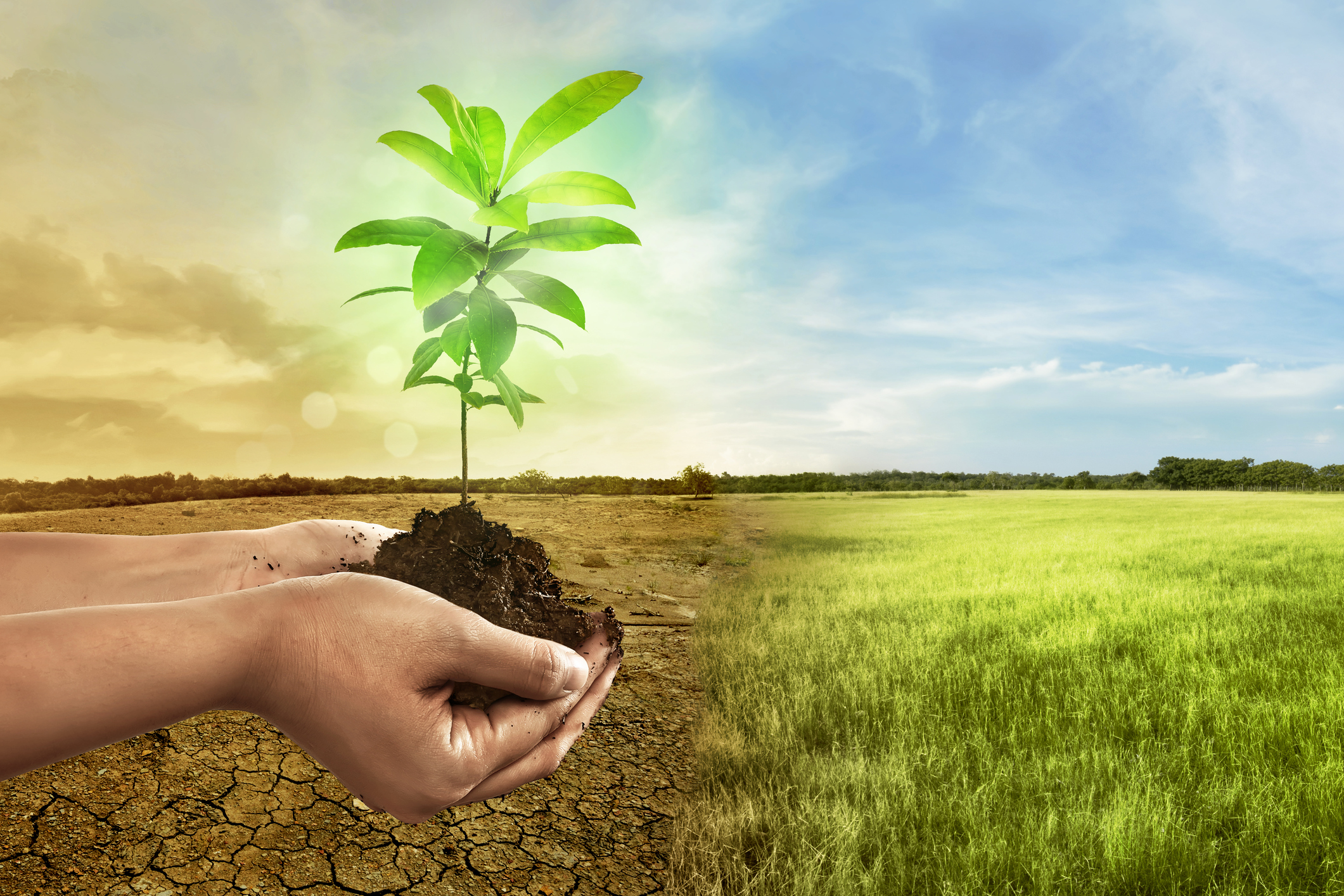 فروش کود اسید هیومیک