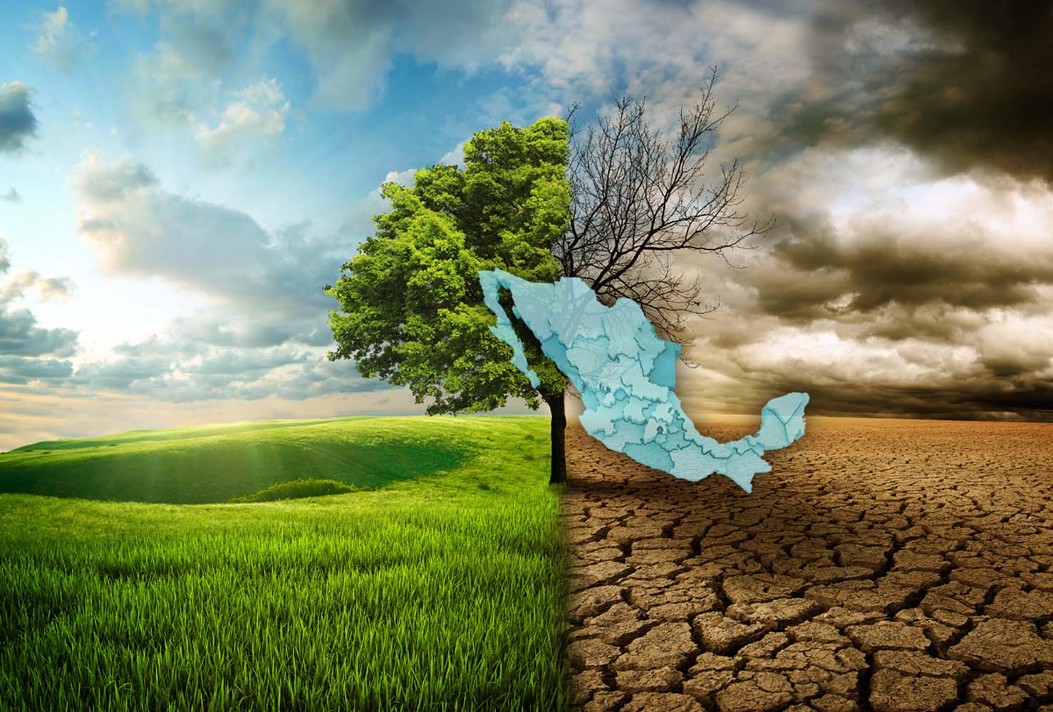 فروش کود هیومیک اسید