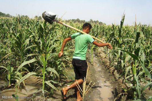 خریدار انواع کود مرغی