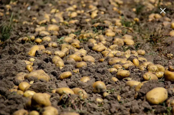 مصارف کود در کشاورزی ایران