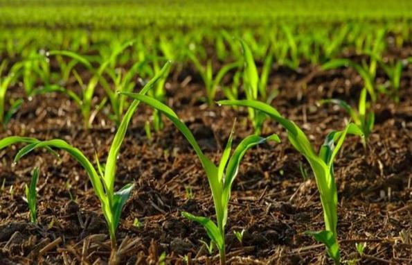 فروش اینترنتی کود هیومیک اصل