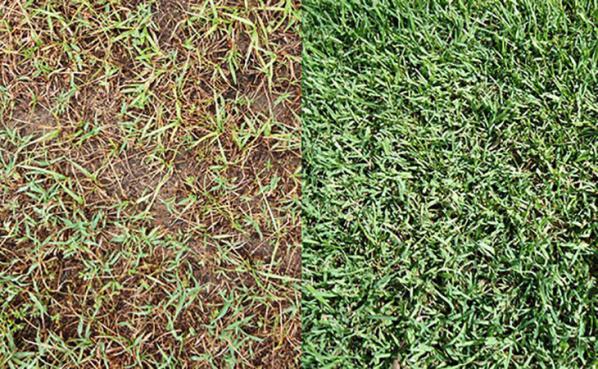 بهترین قیمت کود هیومیک برای گیاهان