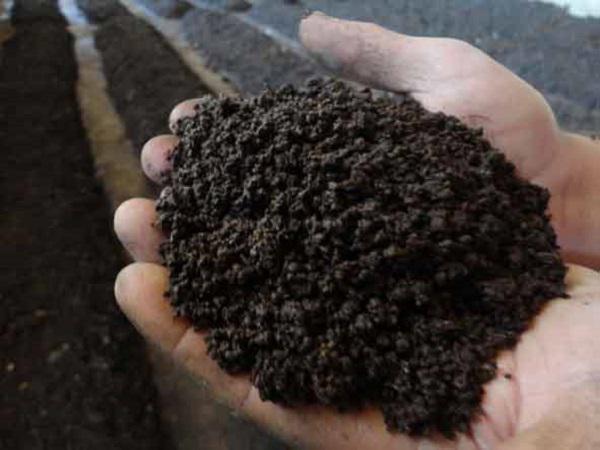 بهترین کود آهن برای درختان 