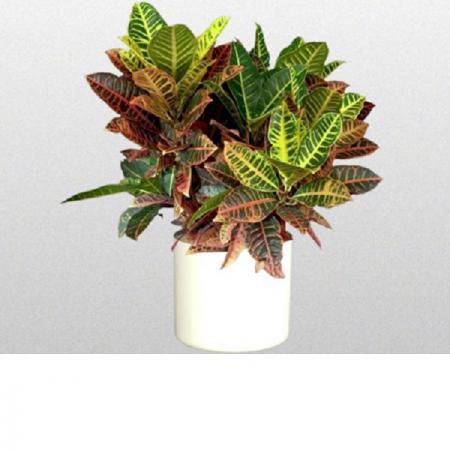 فروش کود آهن کلات غنی شده با روی و پتاس