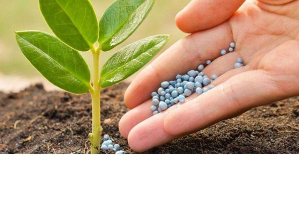 کارخانه تولید کود آهن در بهترین انواع