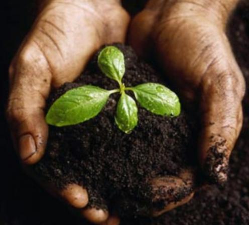 ارائه کود هیومیک اسید برای باغداری ها