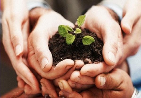 خرید آنلاین کود اسید هیومیک پودری