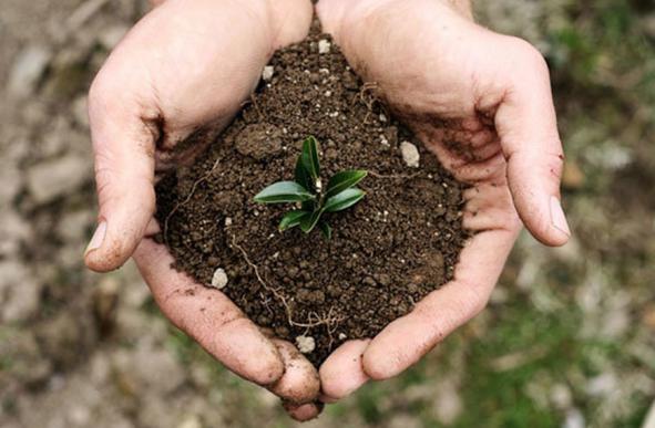 کارخانه تولید و ارسال کود هیومیک