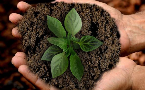 قیمت عمده کود هیومیک اسید خالص